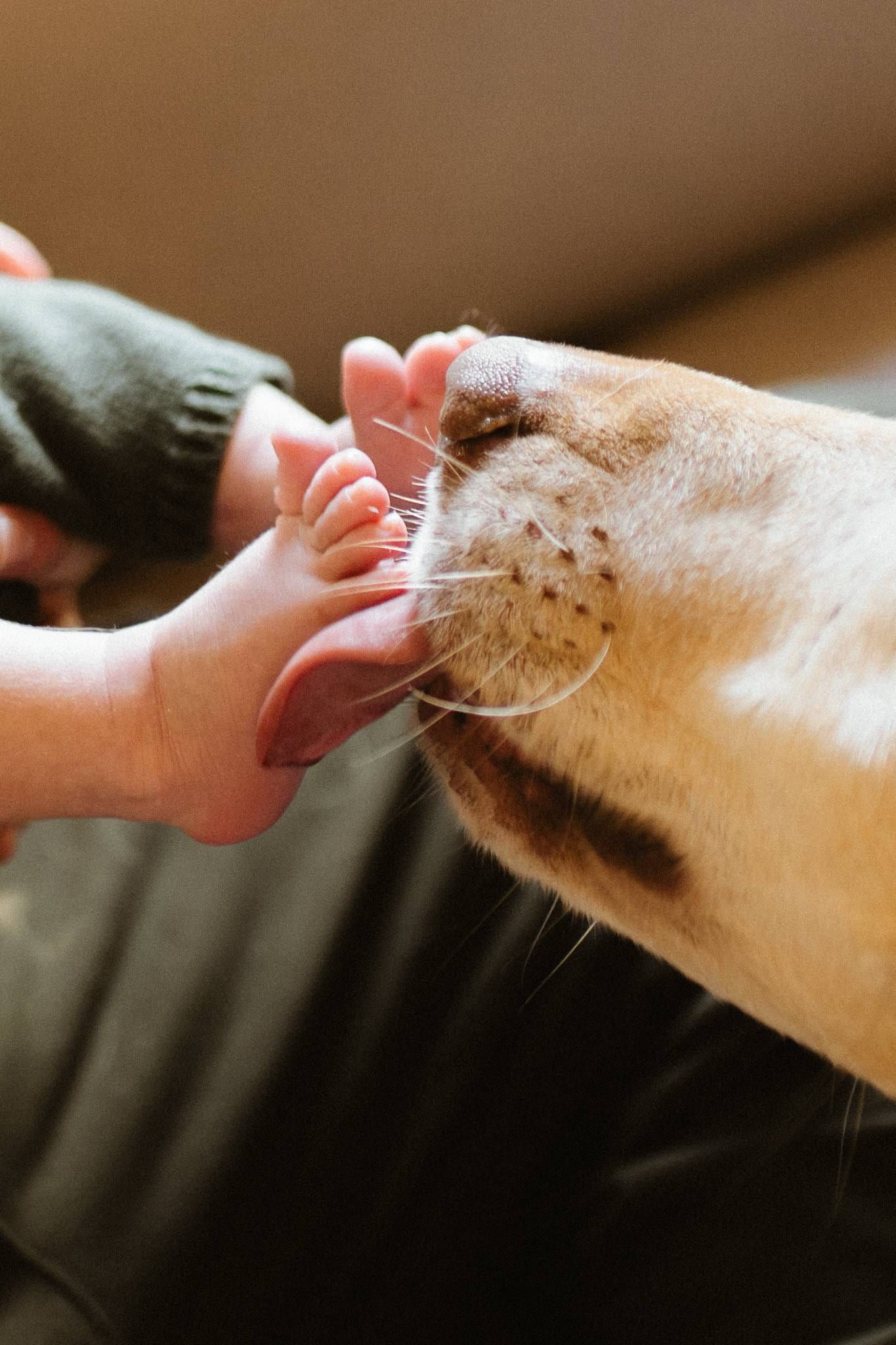 Newborn foot beside the family dog's nose