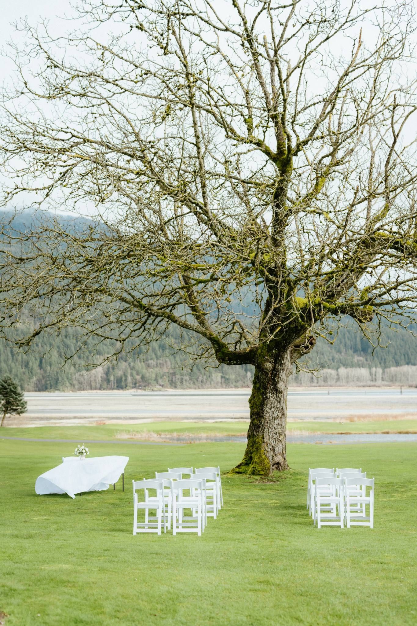 Empty white chairs and a bare oak on the lawn before the mountain ranges
