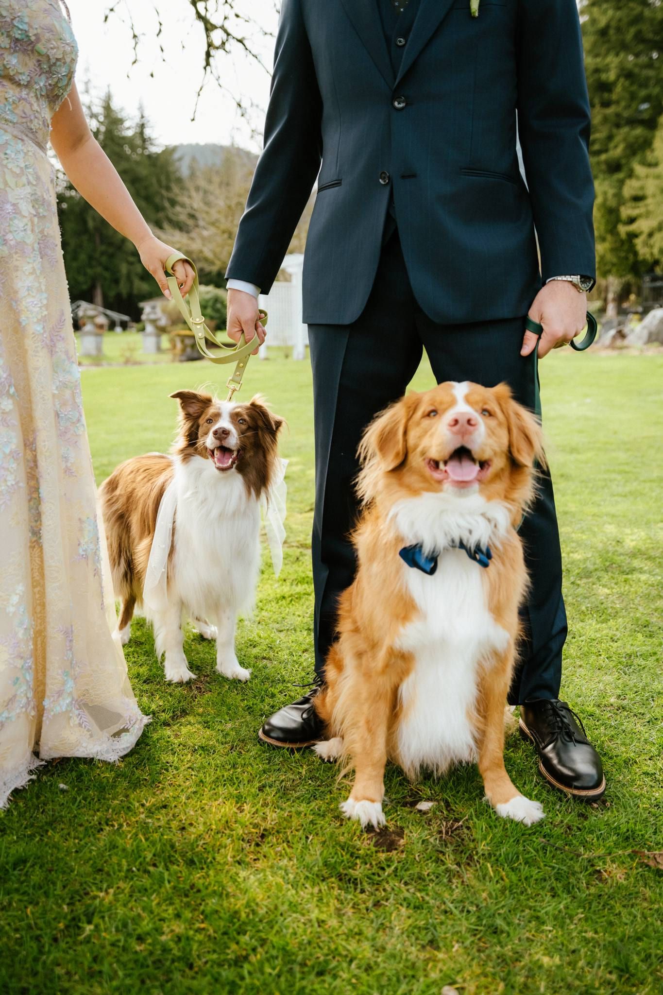 Two dogs in bow ties sitting between the bride's dress and the groom's shoes