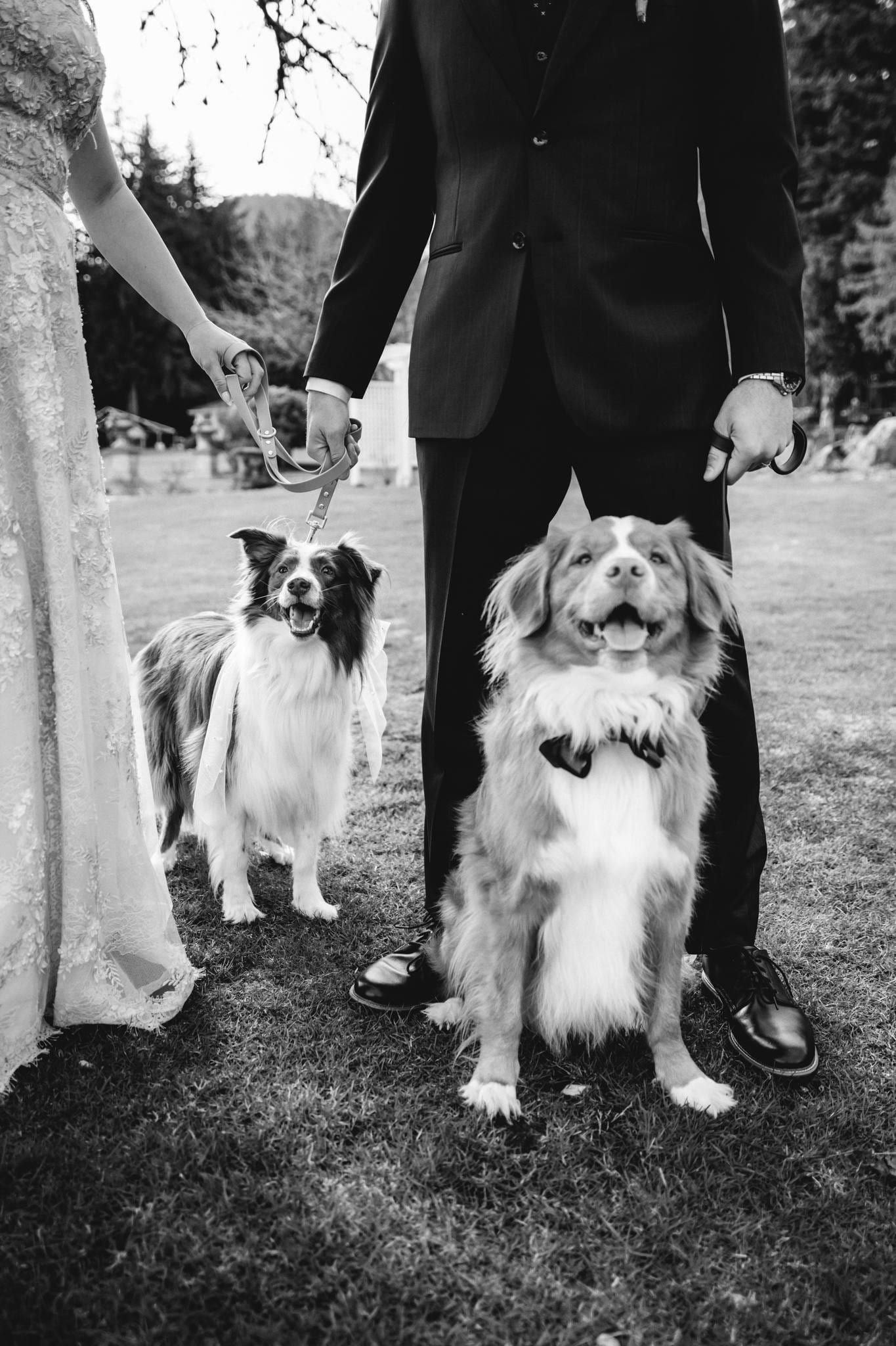 Black-and-white photo of two dogs sitting at the couple's feet