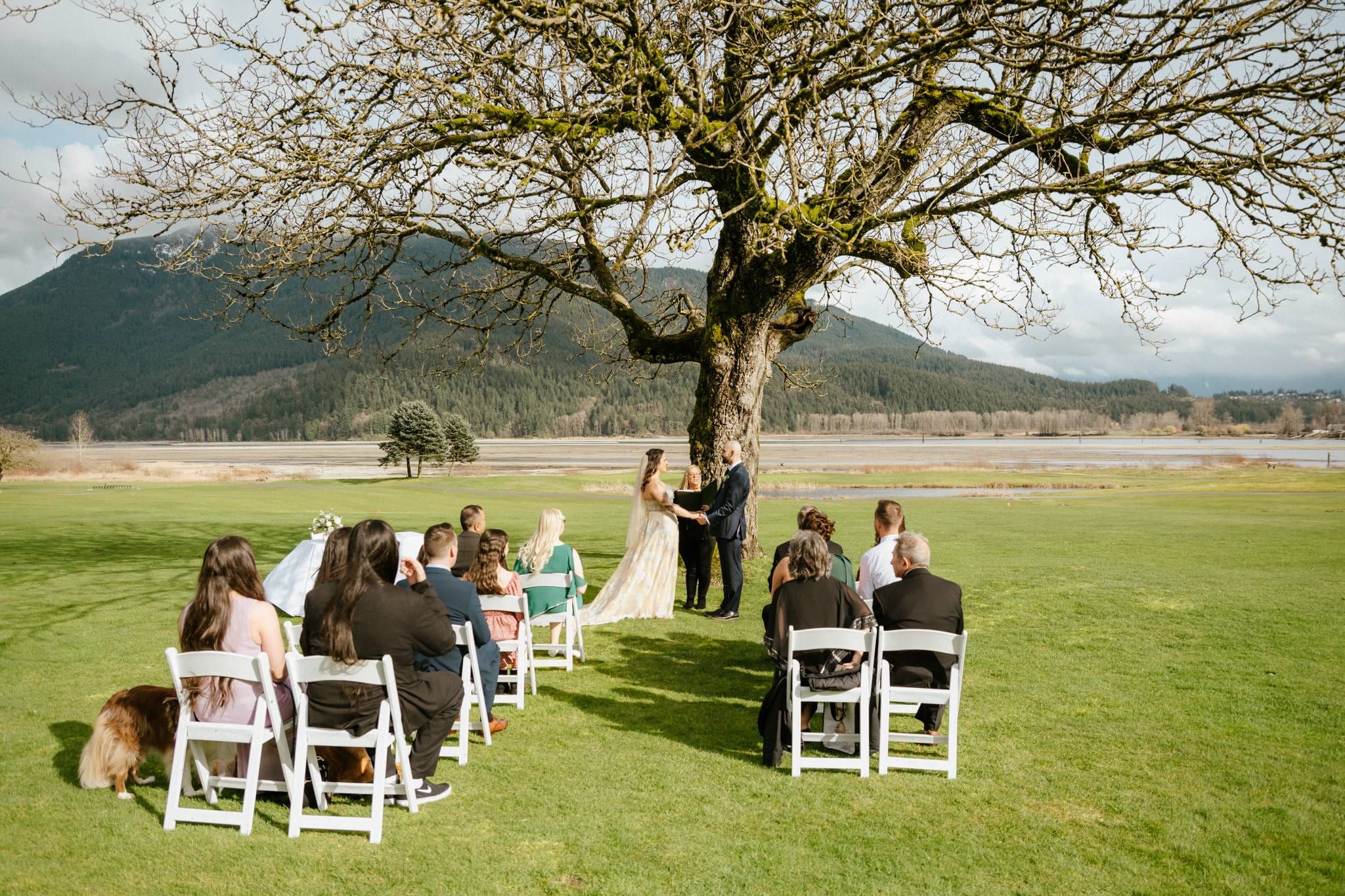 Guests seated on white chairs for a ceremony beneath a bare oak