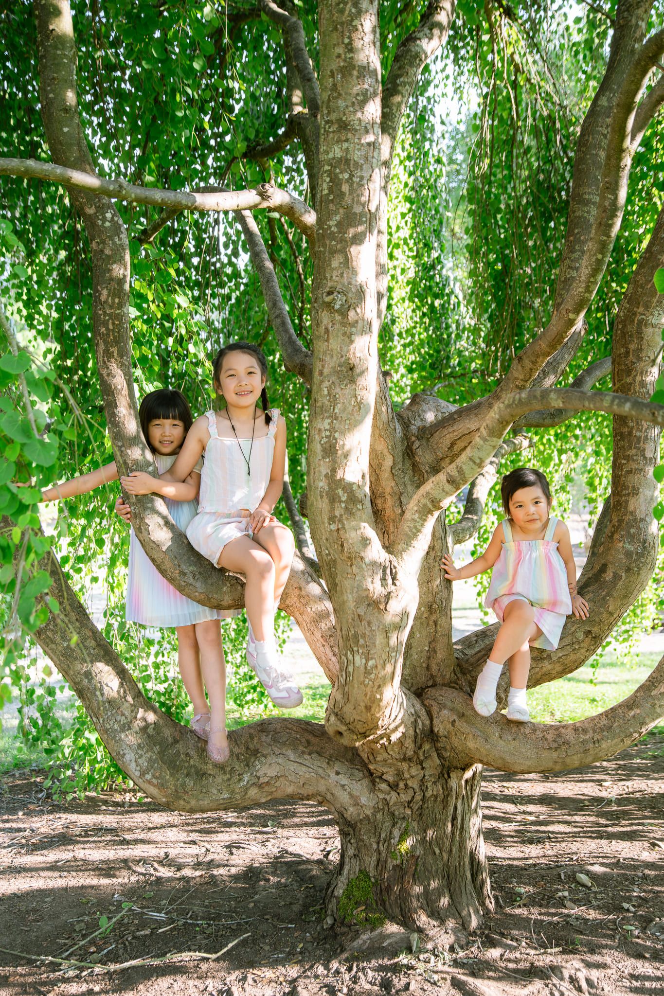 Three little girls sitting in the branches of a weeping tree