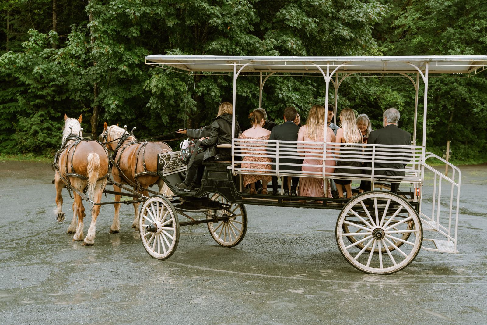 Vancouver wedding photo, wedding guests ride through the forest in a white open carriage drawn by two bay horses