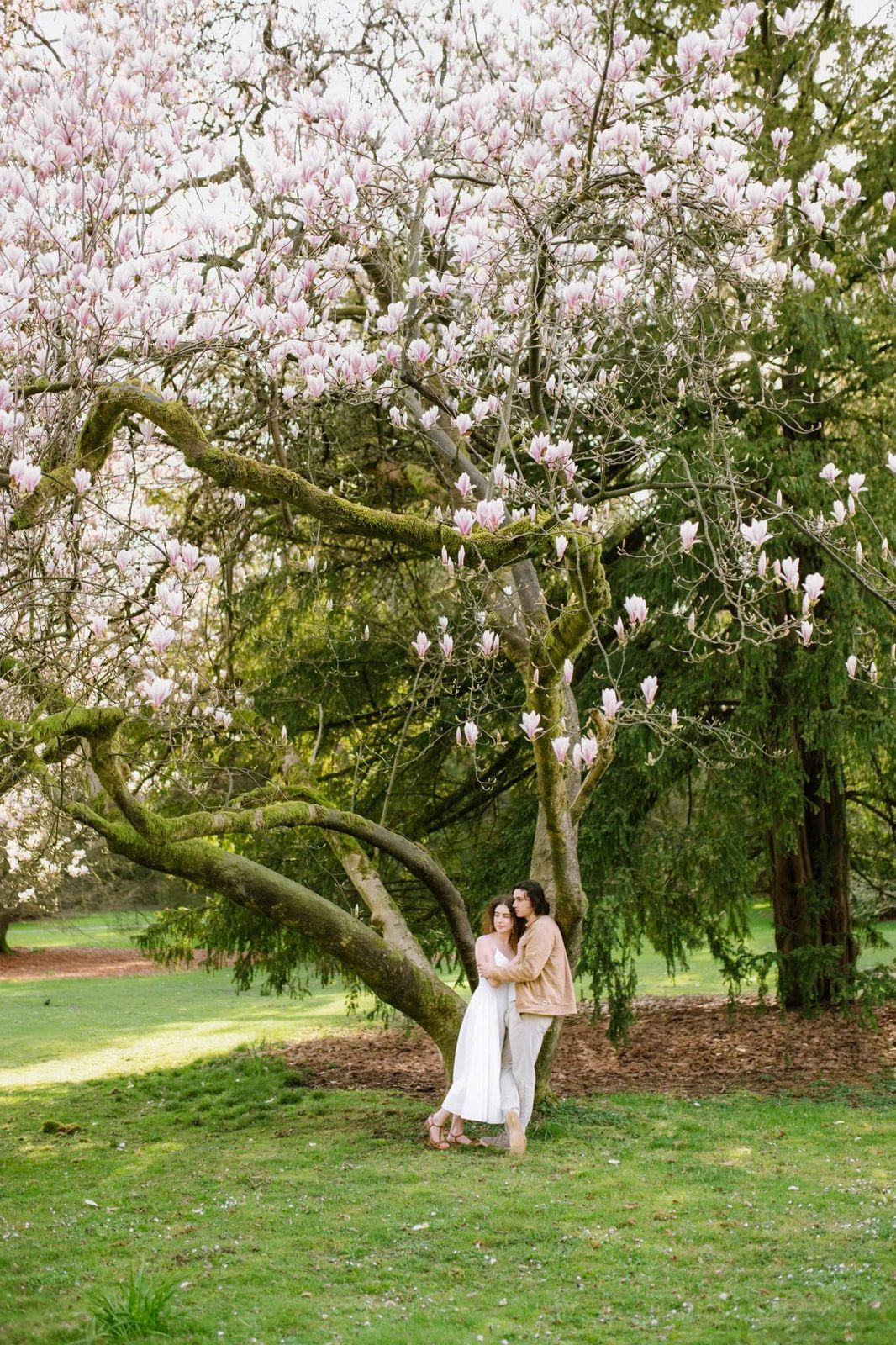 Creative engagement photos on a grassy lawn, a couple embraces under a pink magnolia tree in bloom