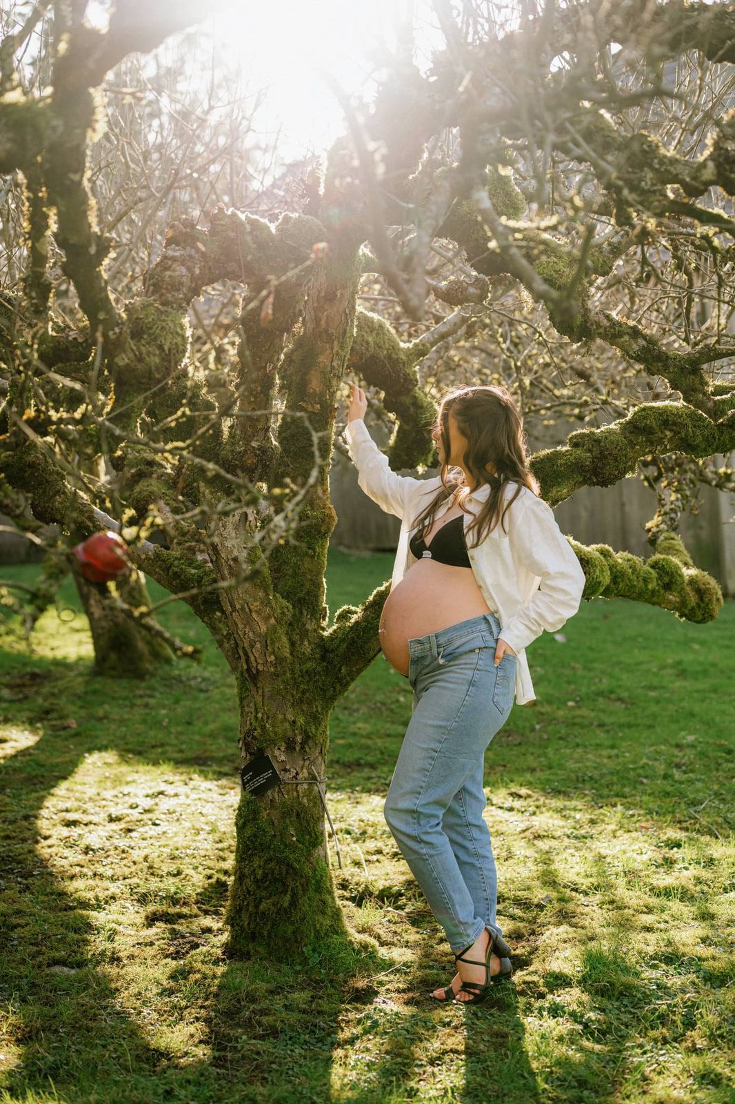 Outdoor summer maternity photos in a sunlit orchard, an expectant mother reaches up to a gnarled, mossy apple tree